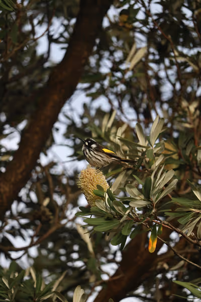 Bird on a tree branch with a blurred background