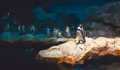 Multiple penguins on a rock in the ocean