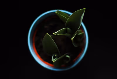 Top view of a plant pot with a small green plant